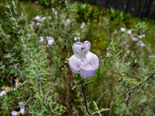 {Conradina canescens}